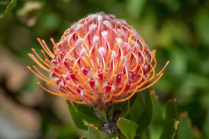Western Australia - red and orange pincusion flowers - Luxury solo tours