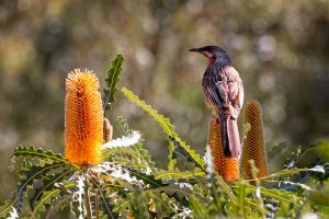 Western Australia - bird spotting Red Wattle Bird perched on yellow Banksia flower - Luxury short breaks Australia
