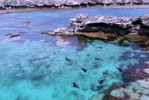 Rottnest Island - seals playing in the secluded cove - Luxury solo tours