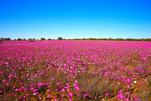 Western Australia - fields of purple wildflowers - Luxury short breaks Australia