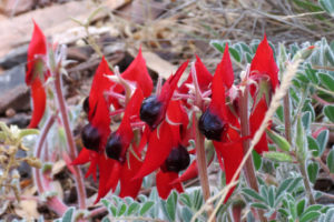 Arkaroola - Flinders Ranges - Luxury Outback Tour