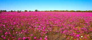 Western Australia - fields of pink wildflowers - Luxury short breaks Australia