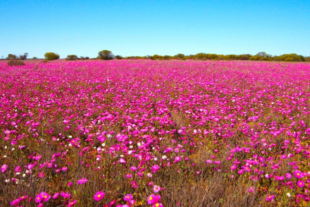 Western Australia - fields of pink wildflowers - Luxury short breaks Australia